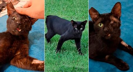 Condomínio nega acusação de maus-tratos e denuncia moradores por divulgar fake news