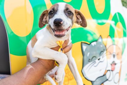 Prefeitura reduz custos veterinários em mais de 50% e amplia atendimentos em Cuiabá