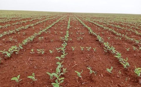 MT:  Semeadura de soja em Mato Grosso avança e se aproxima da reta final, mas ritmo segue ligeiramente abaixo da safra passada