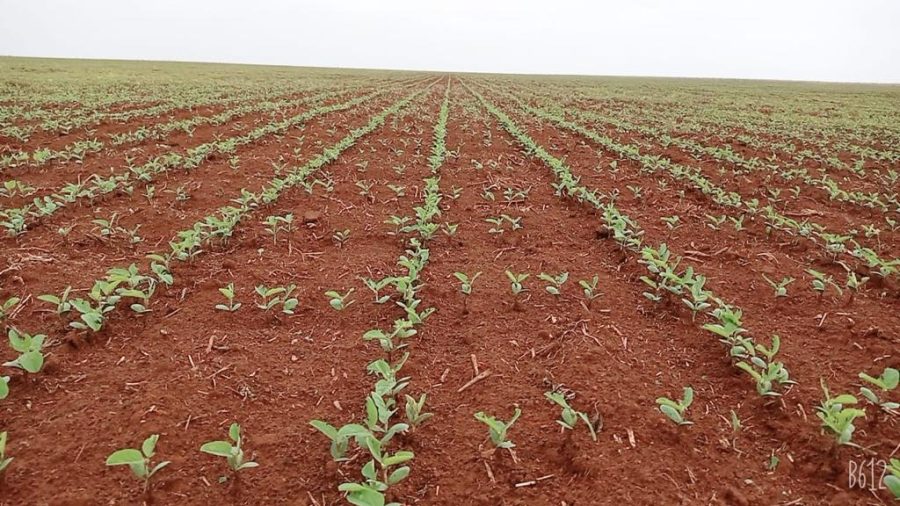 MT:  Semeadura de soja em Mato Grosso avança e se aproxima da reta final, mas ritmo segue ligeiramente abaixo da safra passada