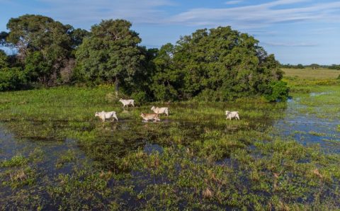MT:  COP30: Sistema Famato Senar pretende investir R$ 16 mi até 2030 em projeto de pecuária sustentável no pantanal