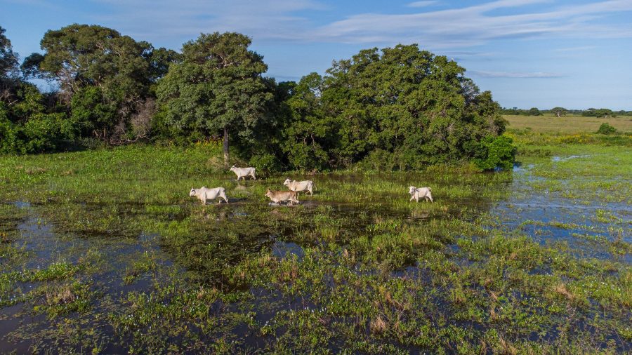 MT:  COP30: Sistema Famato Senar pretende investir R$ 16 mi até 2030 em projeto de pecuária sustentável no pantanal
