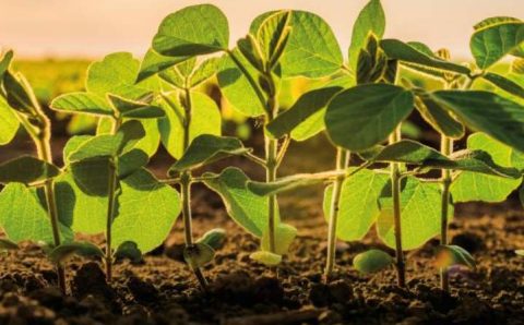 MT:  Semeadura da soja avança e atinge 85,68% da área em Mato Grosso, aponta Imea