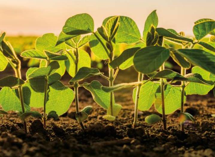 MT:  Semeadura da soja avança e atinge 85,68% da área em Mato Grosso, aponta Imea