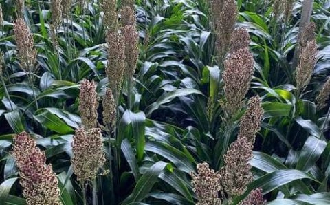 Embrapa Milho e Sorgo apresenta soluções tecnológicas sustentáveis ​​na COP30