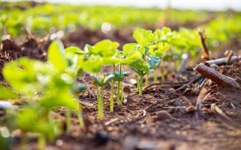 MT:  Dia Mundial do Solo: setor produtivo garante preservação do solo com adoção de práticas sustentáveis