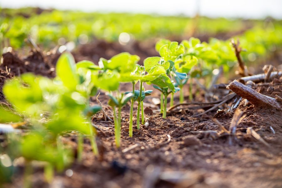 MT:  Dia Mundial do Solo: setor produtivo garante preservação do solo com adoção de práticas sustentáveis