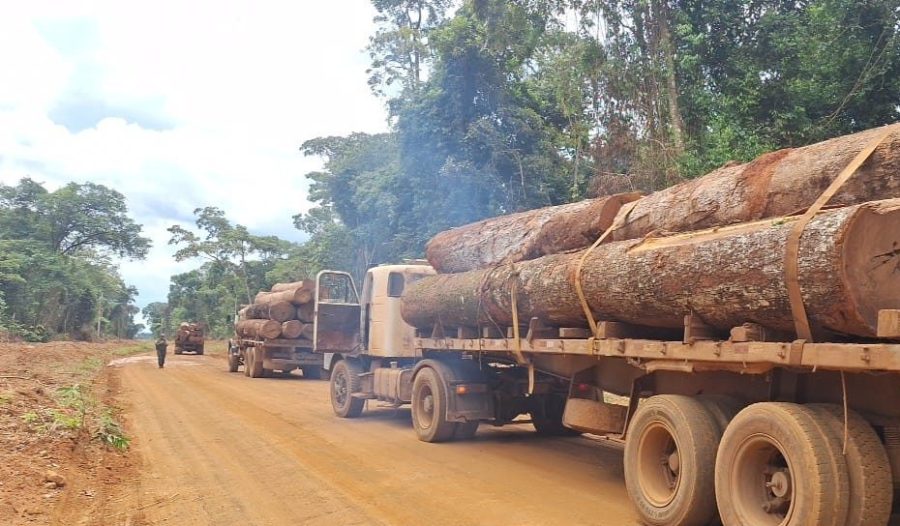 Polícia Militar apreende mais de 100m³ de madeira ilegal em Feliz Natal