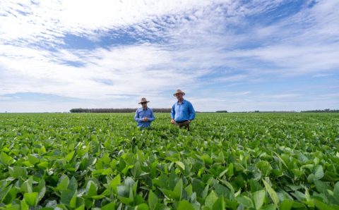 MT:  Clima e Mercado acompanha avanço da safra na região leste de Mato Grosso