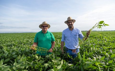 MT:  Clima e Mercado registra irregularidade climática e pressão de pragas no Leste de Mato Grosso