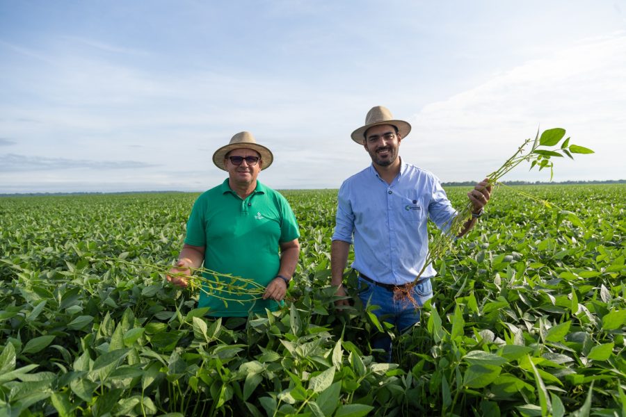 MT:  Clima e Mercado registra irregularidade climática e pressão de pragas no Leste de Mato Grosso