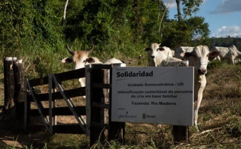 Produtividade da pecuária familiar na Amazônia cresce 64% com agricultura regenerativa
