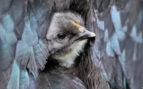 Gripe aviária provoca abate em massa de aves pelo mundo