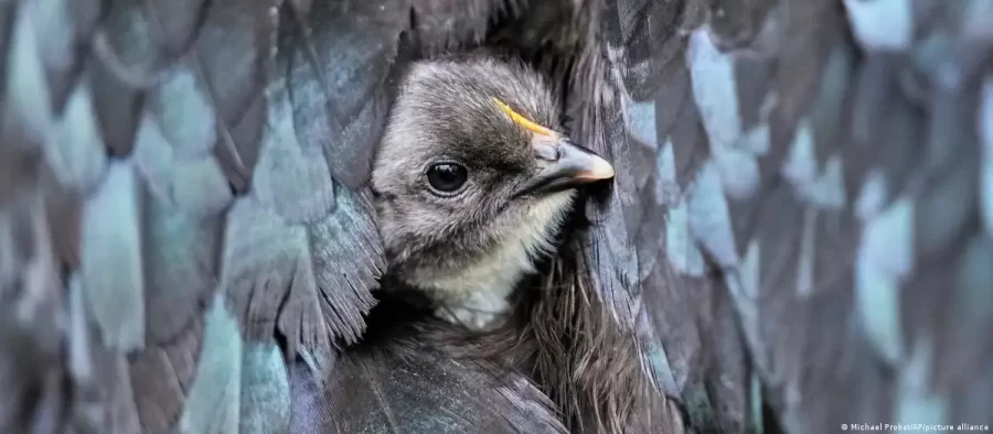 Gripe aviária provoca abate em massa de aves pelo mundo