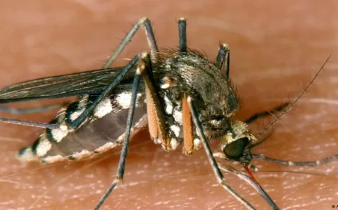 Mosquitos: os animais mais perigosos do mundo