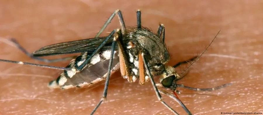 Mosquitos: os animais mais perigosos do mundo