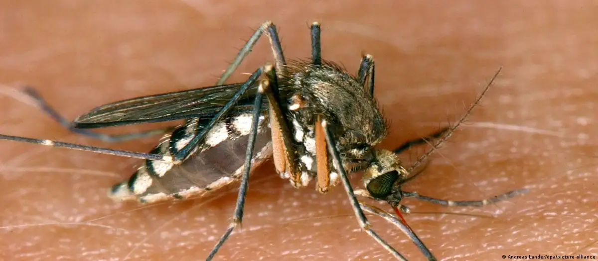 Mosquitos: os animais mais perigosos do mundo