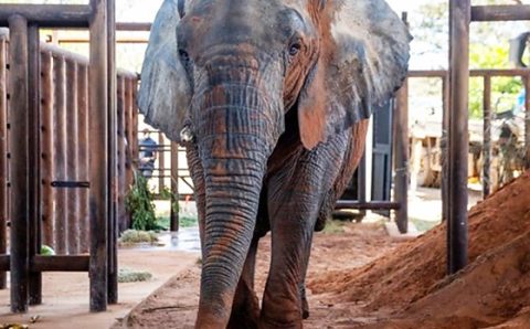 MT:  LUTO NO SANTUÁRIO:  Cinco meses após chegar da Argentina, morre a elefanta Kenya