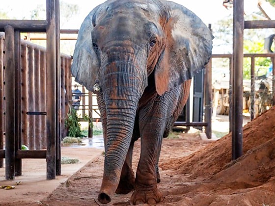 MT:  LUTO NO SANTUÁRIO:  Cinco meses após chegar da Argentina, morre a elefanta Kenya