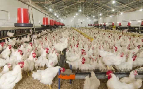 Em ano de gripe aviária, avicultura mostra resiliência e tem balanço positivo