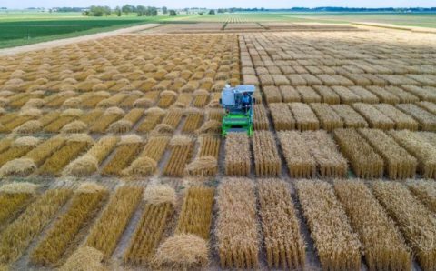 Internacionalização da Unemat vai da sala de aula ao “Cinturão do Milho” nos Estados Unidos