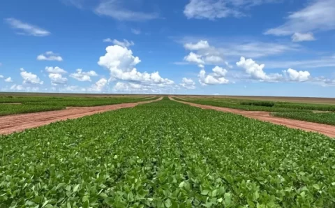 MT:  Estudo sobre crescimento sustentável de empresa de agro mato-grossense ganha projeção internacional