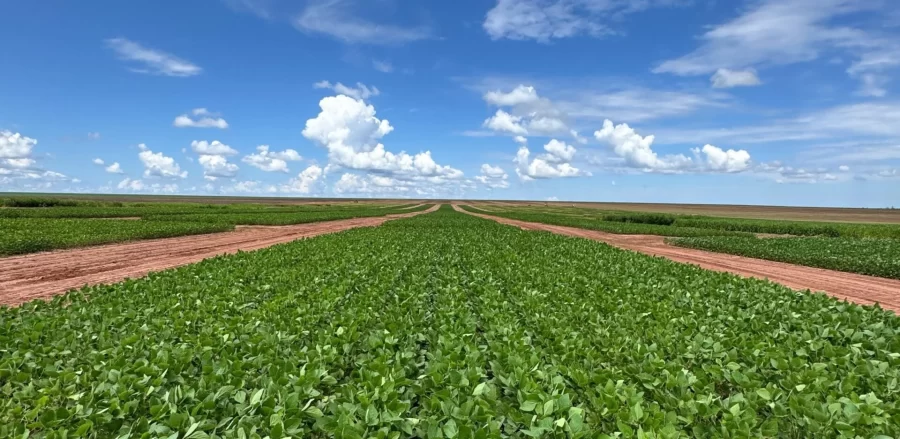 MT:  Estudo sobre crescimento sustentável de empresa de agro mato-grossense ganha projeção internacional