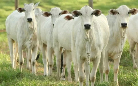 Pecuária brasileira encerra 2025 com produção e exportações em níveis históricos