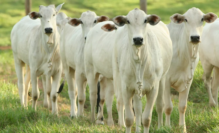 Pecuária brasileira encerra 2025 com produção e exportações em níveis históricos