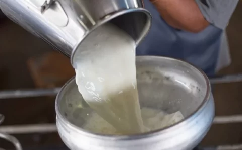 MT:  Preço do leite recua em Mato Grosso com maior oferta e captação em alta