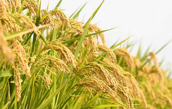 Supersafra de arroz e fraca demanda levam preço ao menor patamar desde 2011