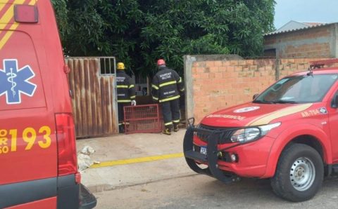 Bombeiros resgatam onça-parda que estava em lavanderia de residência