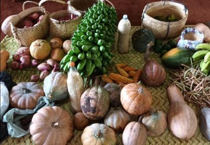 MT: CARDÁPIO COM ITENS LOCAIS:   Povo Xavante busca ampliar alimentação tradicional nas escolas