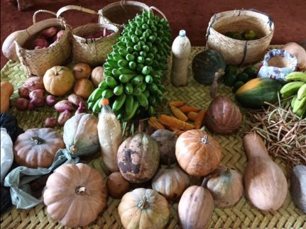 MT: CARDÁPIO COM ITENS LOCAIS:   Povo Xavante busca ampliar alimentação tradicional nas escolas