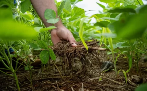 MT:  Soja impulsiona a economia de Mato Grosso e fortalece o desenvolvimento regional