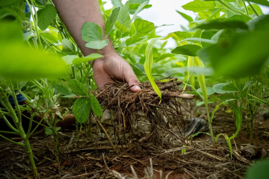 MT:  Soja impulsiona a economia de Mato Grosso e fortalece o desenvolvimento regional