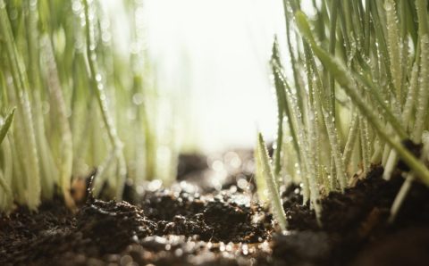 Gestão sustentável da terra, solo e água é decisiva para alimentar 10 bilhões, diz FAO