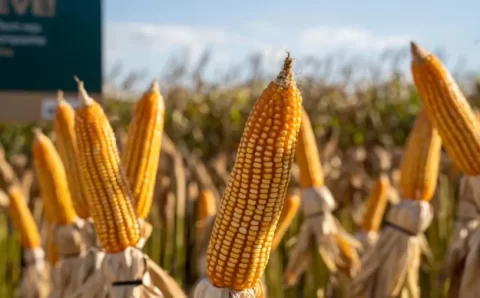 Preço do milho se mantém elevado em 2025, mesmo em meio à colheita recorde