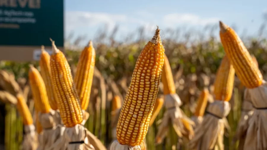 Preço do milho se mantém elevado em 2025, mesmo em meio à colheita recorde