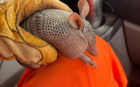 Corpo de Bombeiros Militar resgata tatu-bola de residência