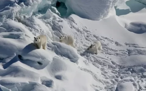 Disputa em torno da Groenlândia põe cientistas em alerta