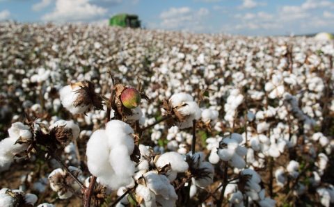 MT:  Mato Grosso mantém liderança nacional na produção de grãos e algodão