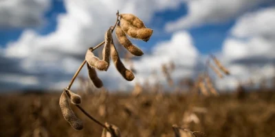 Soja trabalha com altas de dois dígitos na Bolsa de Chicago com suporte no avanço forte do farelo e na baixa do dólar