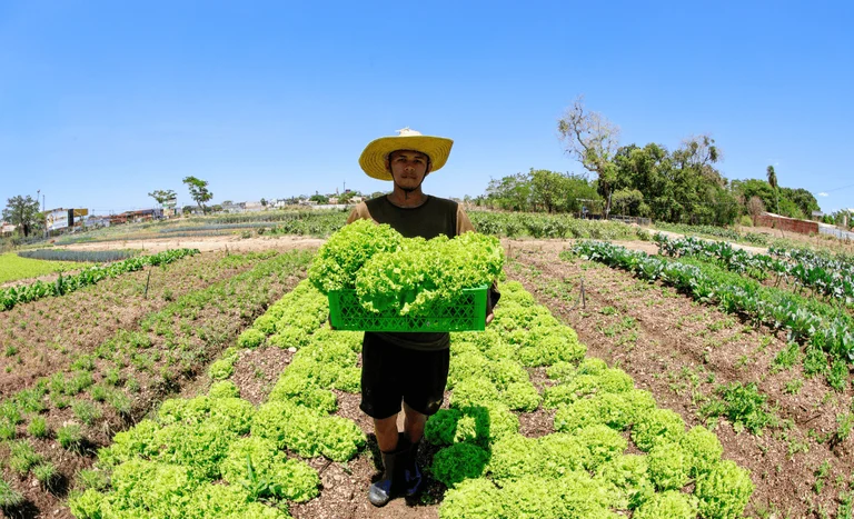 Agro lidera crescimento da renda no Brasil e impulsiona recordes de rendimento e emprego, aponta IBGE