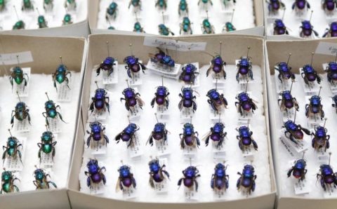 Parceria entre Unemat e 29 instituições consolida base de dados única sobre abelhas brasileiras