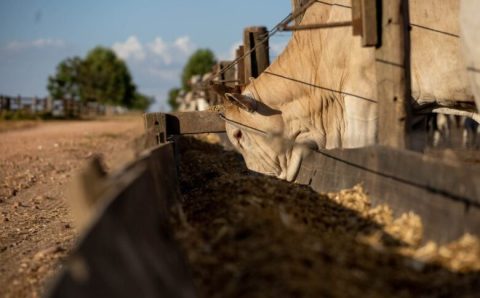 Mato Grosso amplia abate de bovinos em 43% desde 2006
