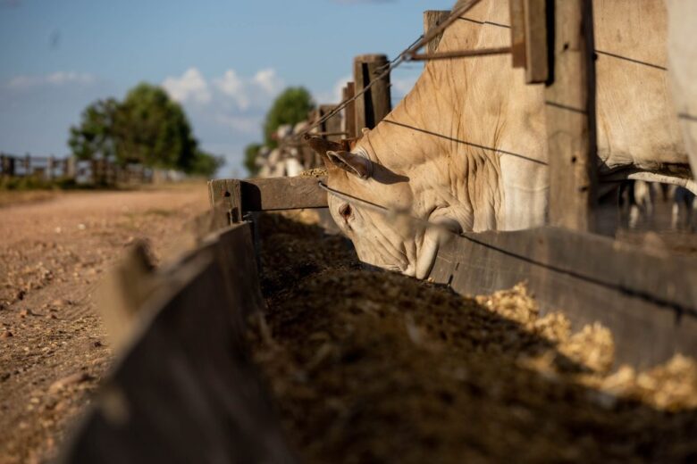 Mato Grosso amplia abate de bovinos em 43% desde 2006