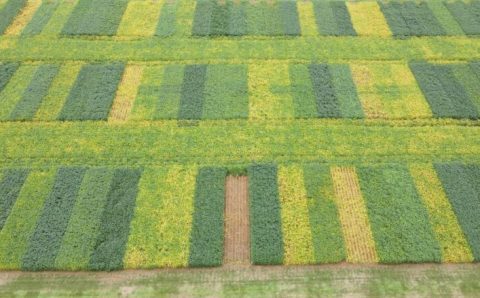 MT:  Safra 25/26 em campo:   Fundação MT leva conhecimento técnico e imparcial em rodadas por diferentes regiões de Mato Grosso