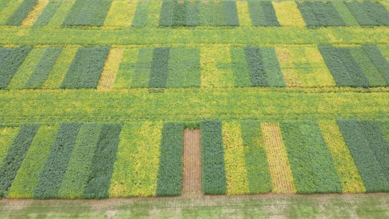 MT:  Safra 25/26 em campo:   Fundação MT leva conhecimento técnico e imparcial em rodadas por diferentes regiões de Mato Grosso