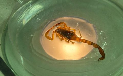 Mato Grosso registra 3.860 acidentes com animais peçonhentos; SES alerta população